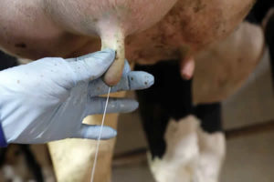 O leite de vaca faz bem ou faz mal afinal?