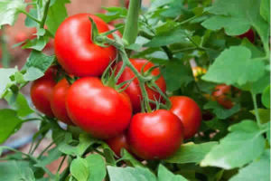 Veja os benefícios do Tomate a saúde