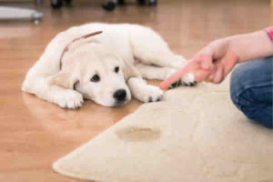 Como manter a higiene em uma casa com animais?